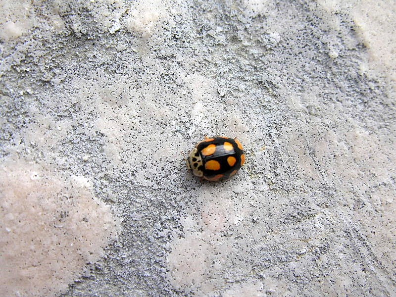 Adalia decempunctata dei Sibillini